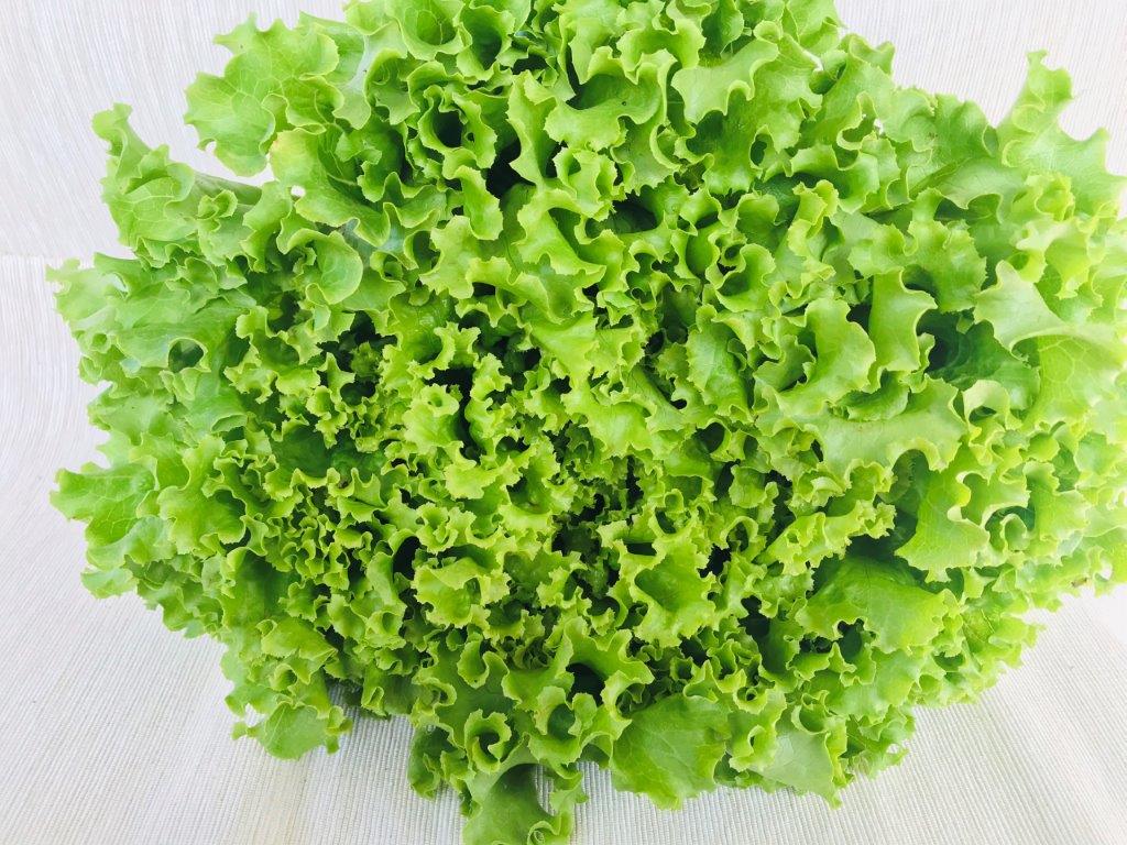 Lollo Salat grün