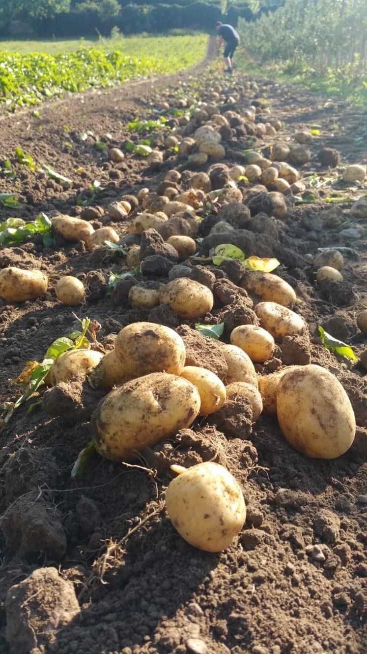 Kartoffeln - neue Ernte
